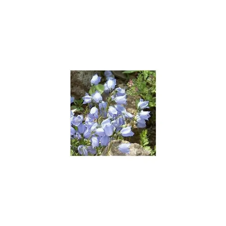 Campanula Cochleariifolia - Le pot de 10,5 cm