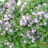 Campanula Isophylla - Le pot de 10,5 cm