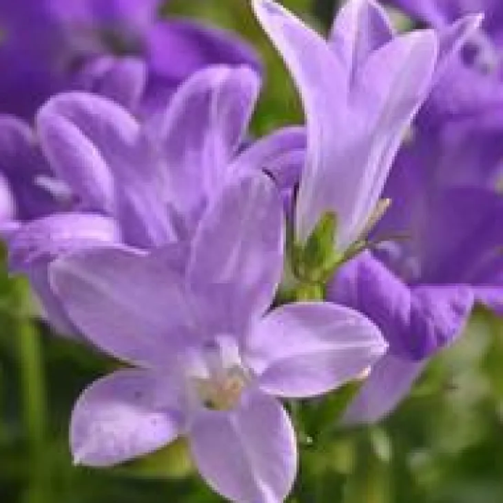 Campanula Muralis - Le pot de 10,5 cm