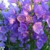 Campanula Persicifolia - Le pot de 2 litres