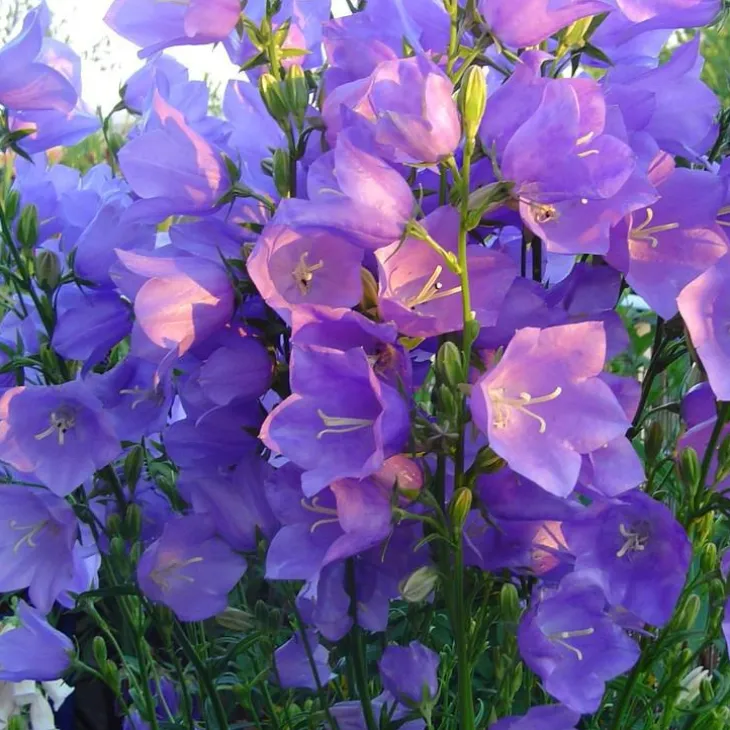 Campanula Persicifolia - Le pot de 2 litres