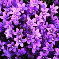 Campanula Poscharskyana - La barquette de 6 plants