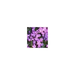 Campanule Addenda - La jardinière de 40 cm