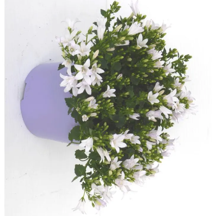 Campanule Addenda en duo de s - Le pot de 1 litre