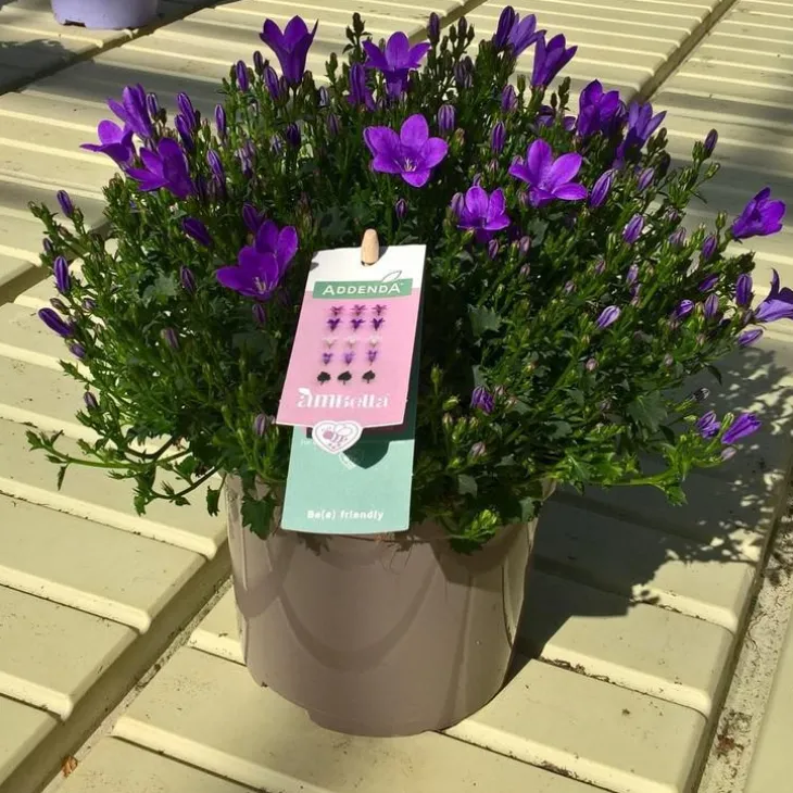 Campanule Addenda Intense Purple Ambella®. Le pot de 1 litre
