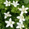 Campanules White Ambella® - Le pot de 1 litre