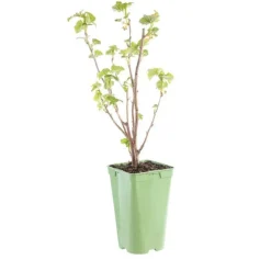Cassis Little Black Sugar Bio. Le pot de 2 litres