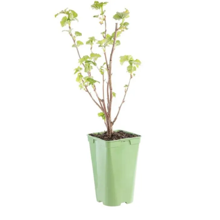 Cassis Little Black Sugar Bio. Le pot de 2 litres