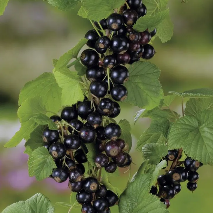 Cassissier Andega Bio. Le pot de 2 litres