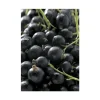 Cassissier Delbard Robusta®. Le pot de 5 litres