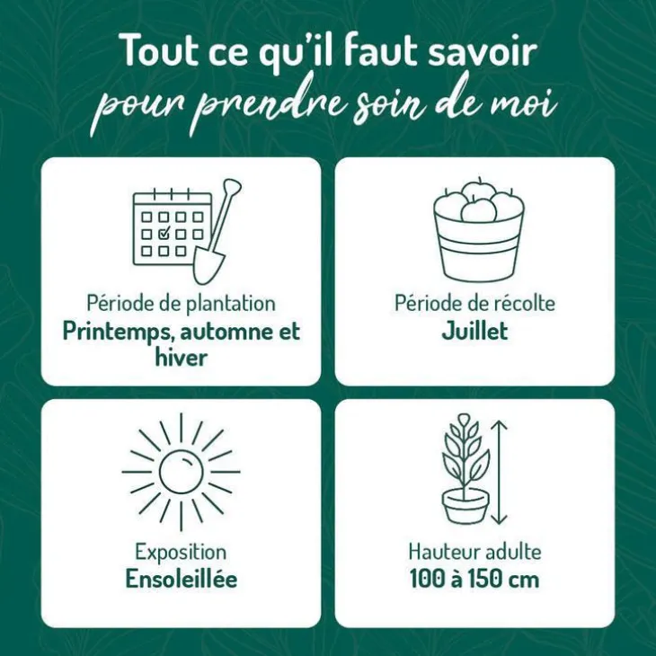 Cassissier Perles D'Auvergne ®. Le pot de 2 litres