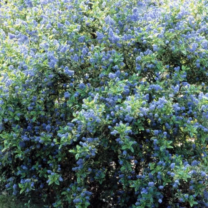 Ceanothe Thyrsiflorus El Dorado Perado. Le pot de 4 litres