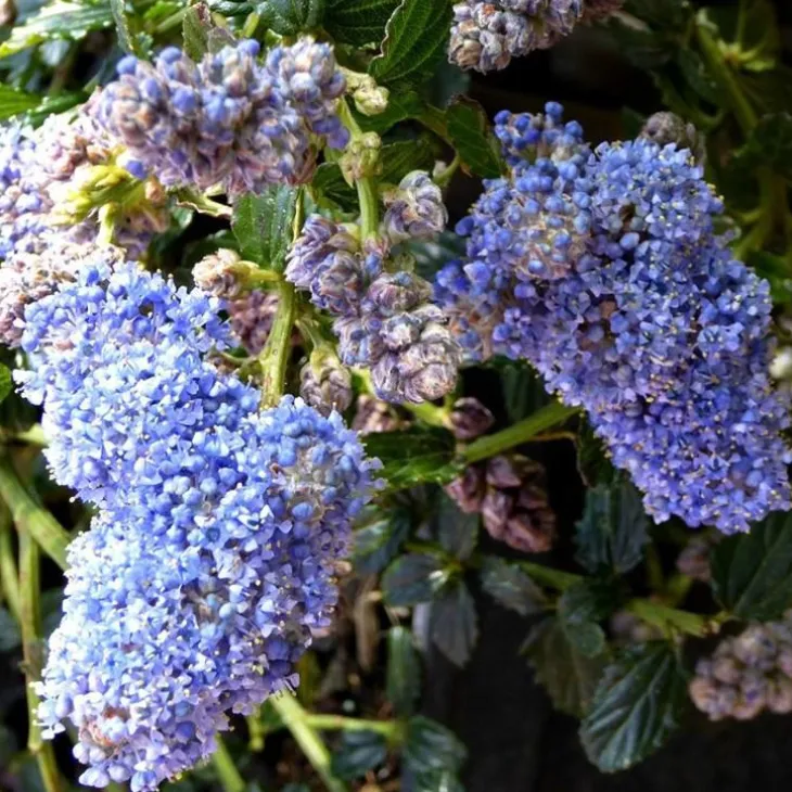 Ceanothe Thyrsiflorus Repens – Pot de 4L