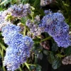 Ceanothe Thyrsiflorus Skylark – Pot de 7.5L