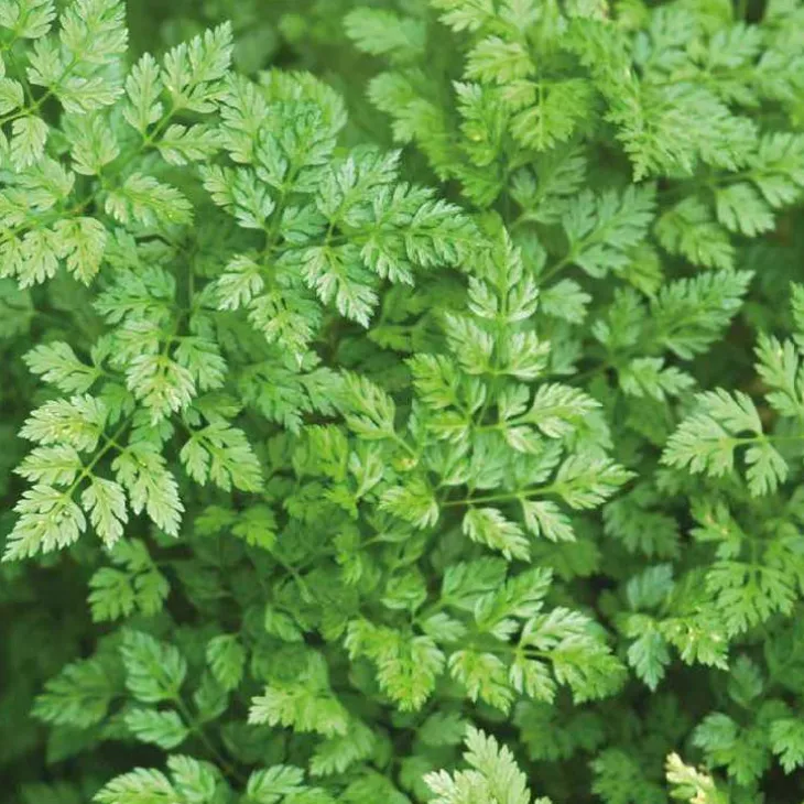 Cerfeuil Bio. Le pot de 1 litre