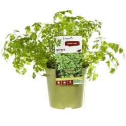 Cerfeuil Bio. Le pot de 1 litre