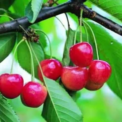 Cerisier Big. Cœur De Pigeon Lr. Le pot de 12 litres