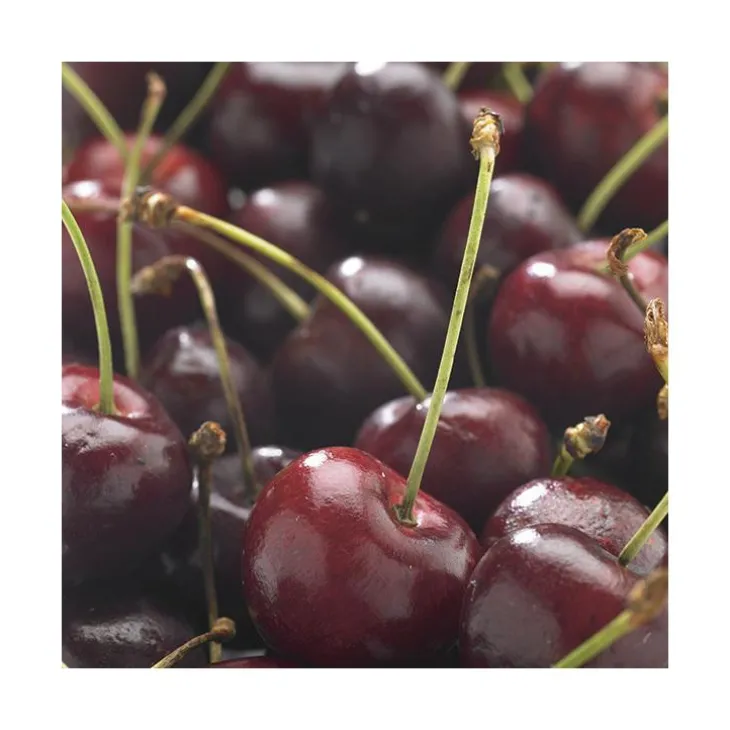 Cerisier Big. De La St Jean ® Gardel Bio. Le pot de 12 litres forme gobelet