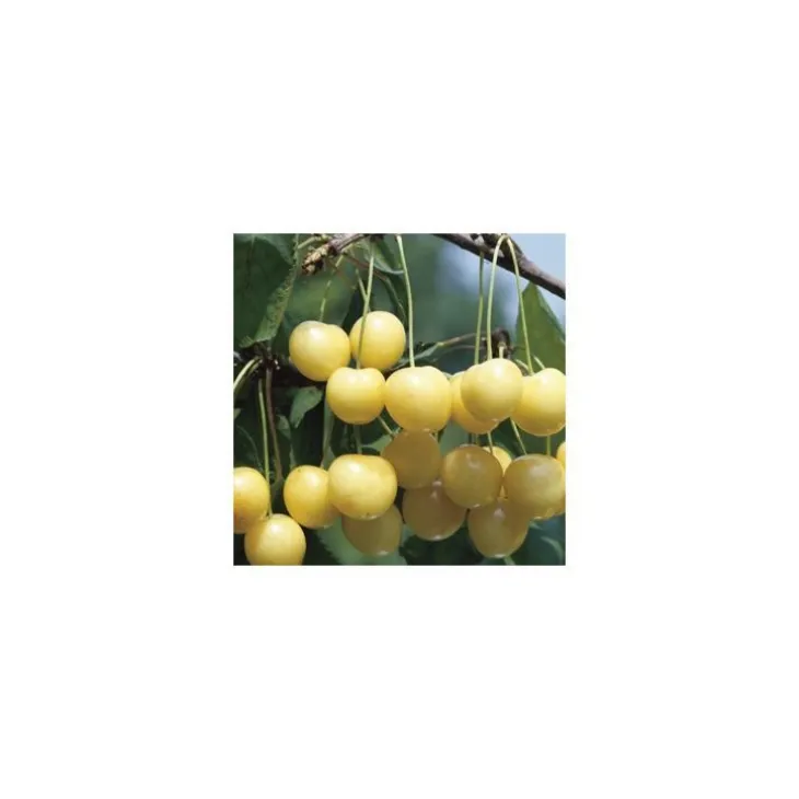 Cerisier Big. Starck Gold. En racine nue, forme 1/2 tige