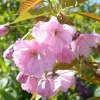 Cerisier du Japon Accolade (Prunus) 60/90. Le pot de 5 litres