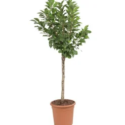 Cerisier Nain Griotella® Frumi. Le pot de 10L en forme 1/4 tige