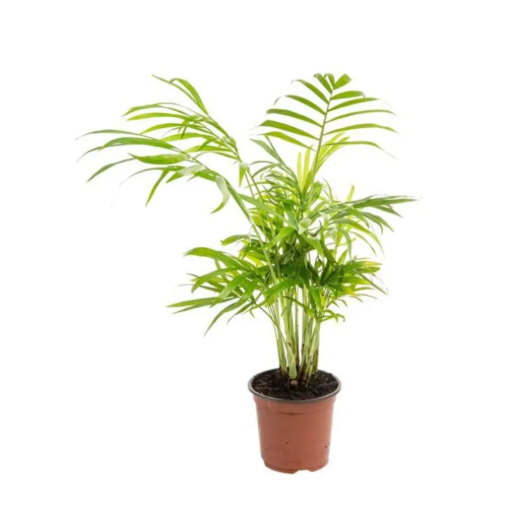 Chamaedorea Elegans ou Palmier nain pot Ø9 cm/ H25 cm