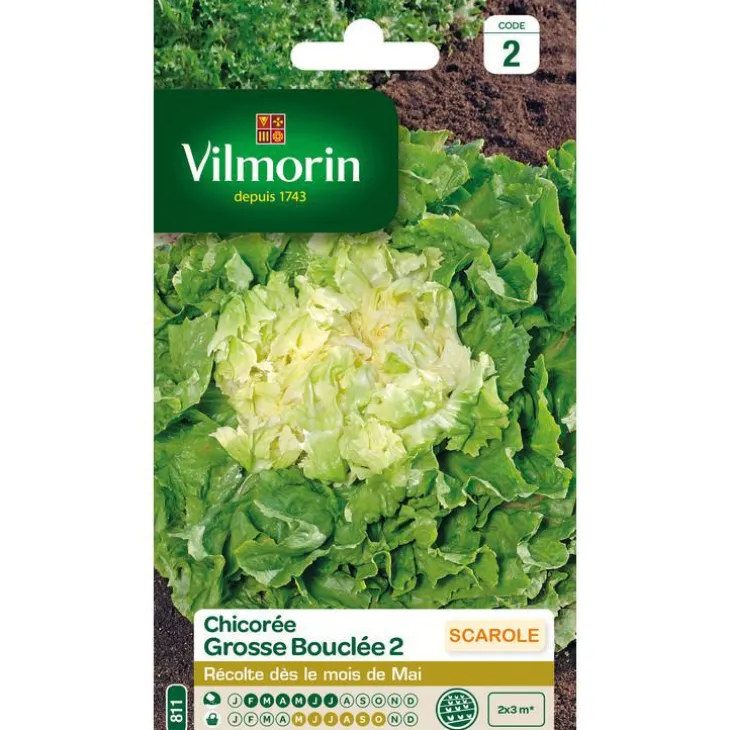 Chicorée Grosse Bouclée 2 Vilmorin - graines à semer