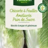 Chicorée Sauvage Pain de Sucre Vilmorin - graines à semer
