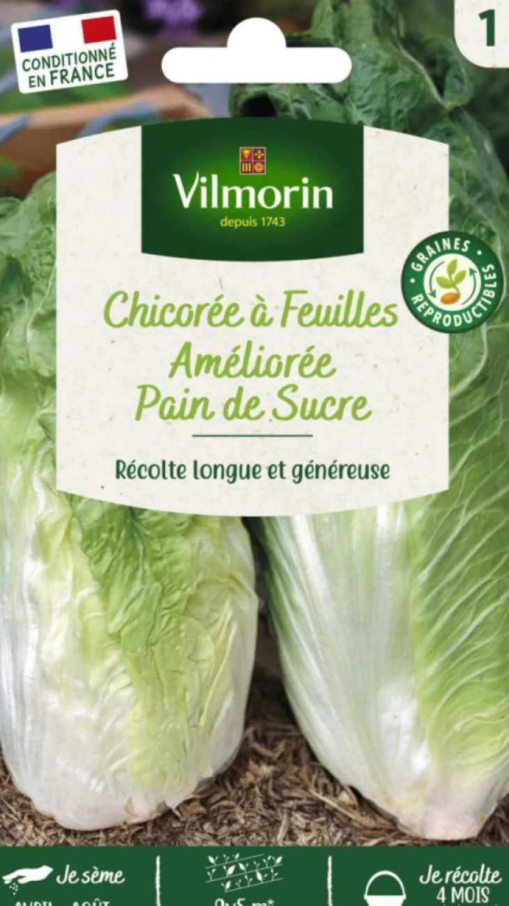 Chicorée Sauvage Pain de Sucre Vilmorin - graines à semer