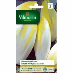 Chicorée Witloof Zoom HF1 Vilmorin - graines à semer