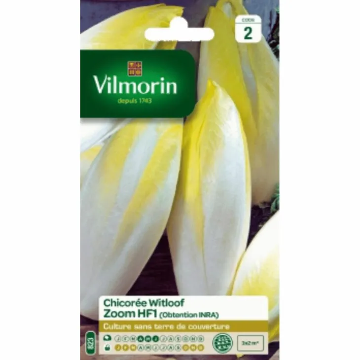 Chicorée Witloof Zoom HF1 Vilmorin - graines à semer