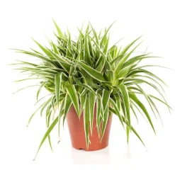 Chlorophytum ocean. Le pot de 15 cm
