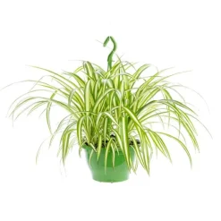 Chlorophytum suspension Ø20xH45 cm