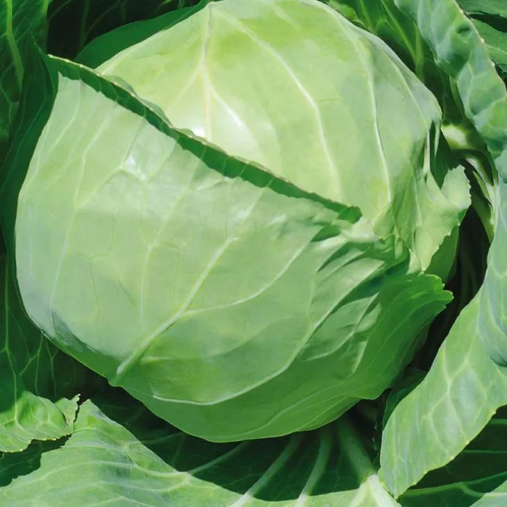 Chou Cabus Rond Castello Bio. La barquette de 3 plants