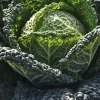 Chou De Milan Cantasa Bio. La barquette de 3 plants