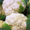 Chou Fleur Nautilus Bio. La barquette de 3 plants