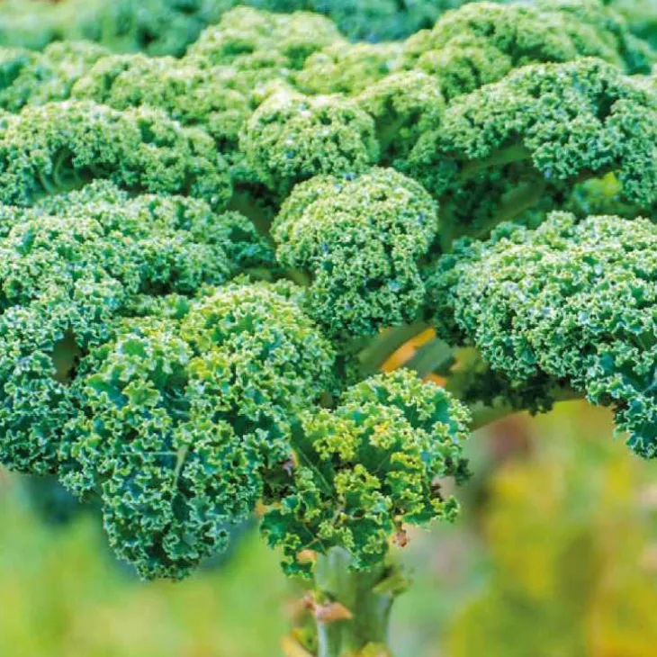 Chou Kale Halbhoher Bio. La barquette de 3 plants