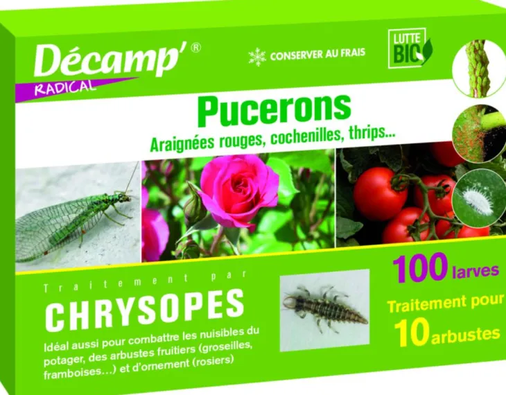 Chrysopes 100 larves