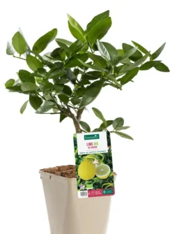 Citronnier De Padou Bio. Le pot de 3 litres
