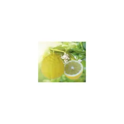 Citronnier De Padou Bio. Le pot de 3 litres