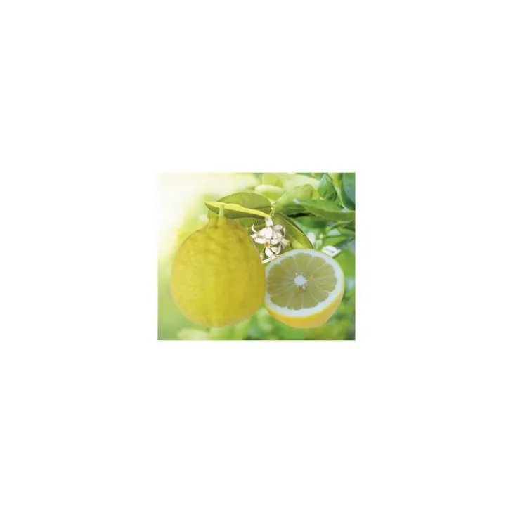 Citronnier De Padou Bio. Le pot de 3 litres