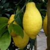 Citronnier. Le pot de 110 litres