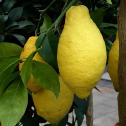 Citronnier. Le pot de 110 litres