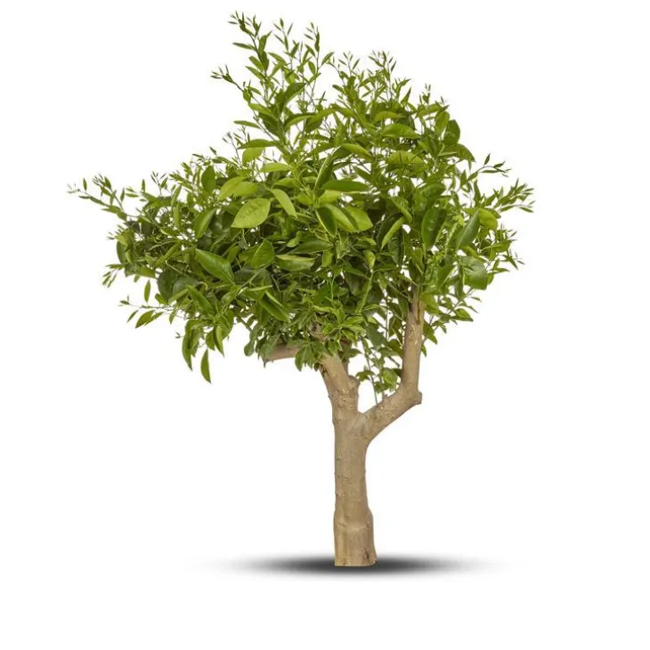 Citronnier. Le pot de 65 litres