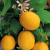 Citronnier Meyer. Le pot de 5 litres