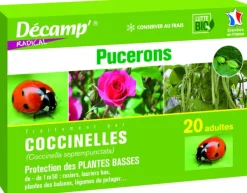 Coccinelles Septempunctata 20 adultes