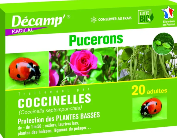 Coccinelles Septempunctata 20 adultes