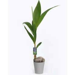 Coco Nucifera avec cache-pot