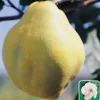 Cognassier Géant De Vranja. Le pot de 15 litres, forme 1/2 tige