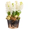 Composition de 5 jacinthes en coupe zinc décor sapin or